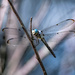 Blue Dasher by photographycrazy