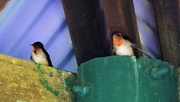 6th Aug 2021 - Two Baby Welcome Swallows ~     