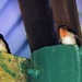 Two Baby Welcome Swallows ~      by happysnaps