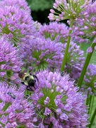 5th Aug 2021 - The bees and I like allium (ornamental onion)