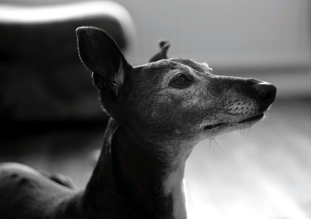 Ruby In Mono : Vintage Helios 44-2 58mm f2 by phil_howcroft