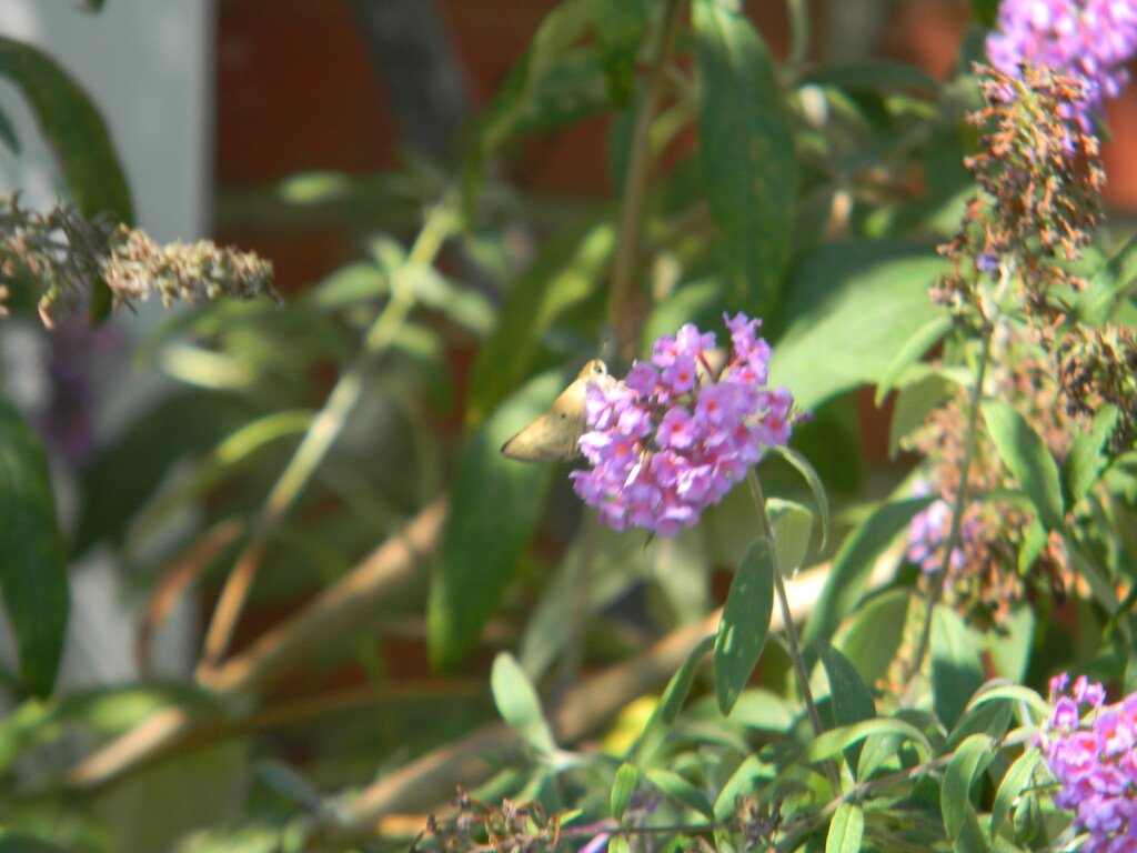 Closeup of Butterfly on Flower by sfeldphotos