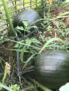 5th Aug 2021 - Pumpkins!