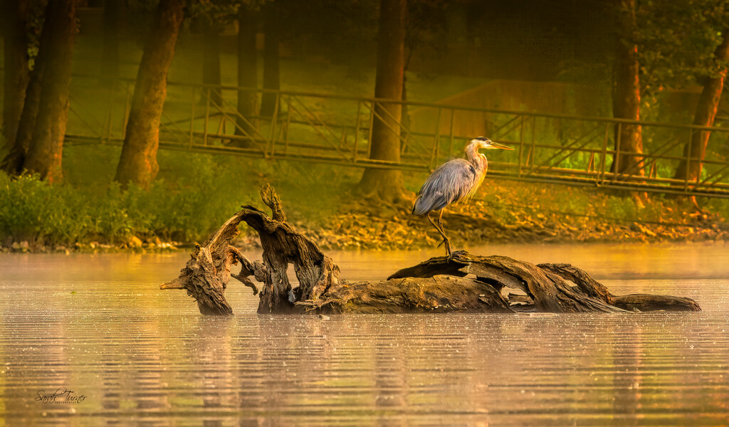 Heron and Nessie ( Loch Ness) by samae