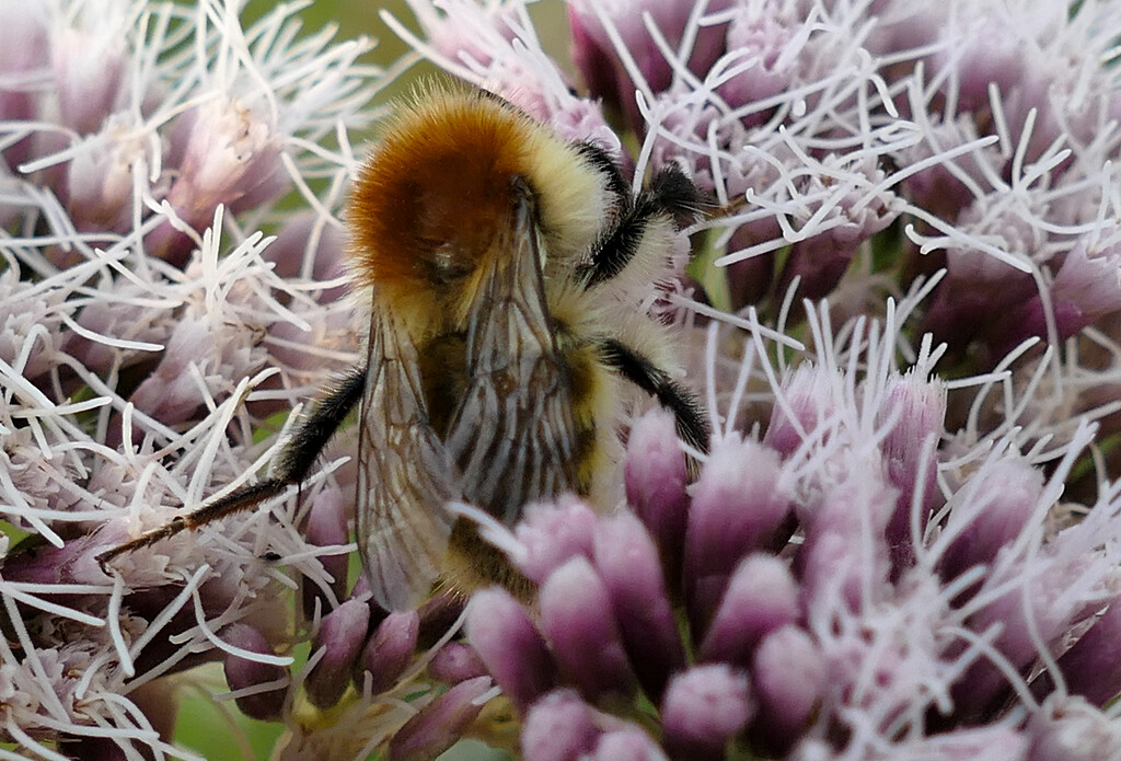 Bee and flower by marijbar