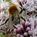 Bee and flower by marijbar