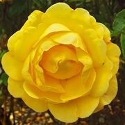 5th Aug 2021 - A beautiful yellow rose.