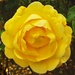 A beautiful yellow rose. by grace55
