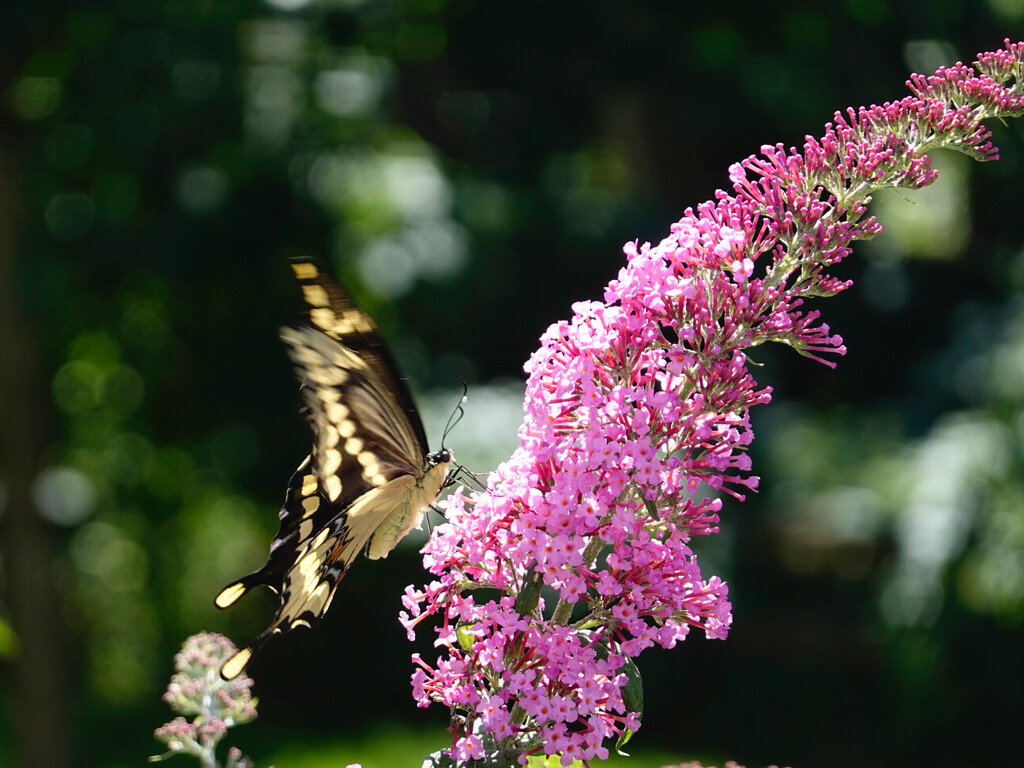 Giant Swallowtail 2 by ljmanning