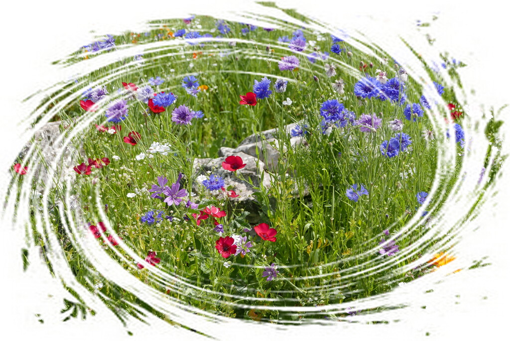 wildflower garden  by quietpurplehaze