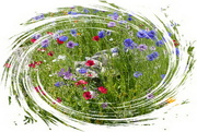 6th Aug 2021 - wildflower garden 