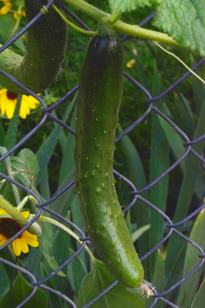 Neighbor's cucumber  by sandlily