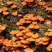 Lots of Fungi After the Rains! by rickster549
