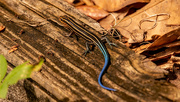 5th Aug 2021 - Blue Tailed Skink!