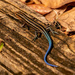 Blue Tailed Skink! by rickster549