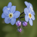 Forget Me Nots and Buds by nickspicsnz