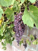 5th Aug 2021 - Alley Grapes