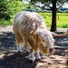 Highland bull  by stuart46