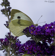 5th Aug 2021 - Pieris Brassicae Butterfly