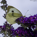 Pieris Brassicae Butterfly by pcoulson