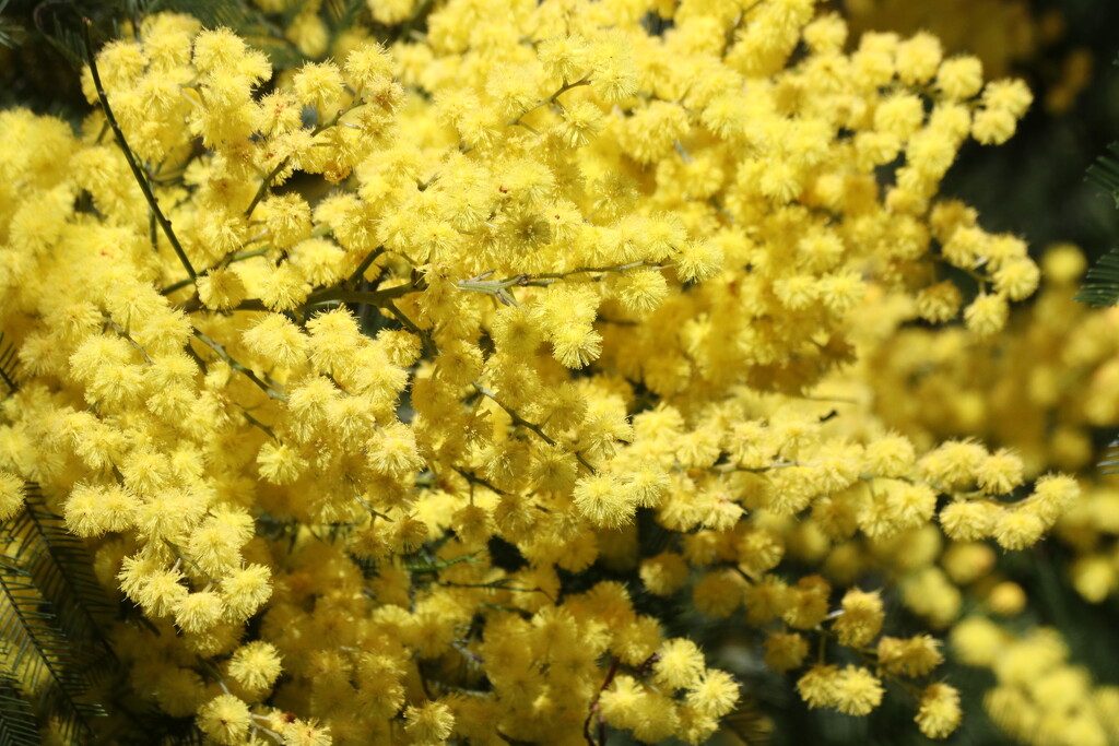 Our golden wattle by gilbertwood