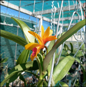 6th Aug 2021 - The orange orchid