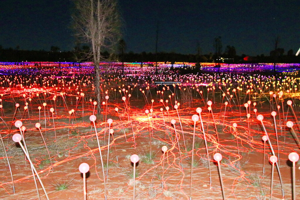 Field of Lights - Flash by terryliv