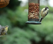 6th Aug 2021 - Great tit and Juvenile Blue tit photobomber.....