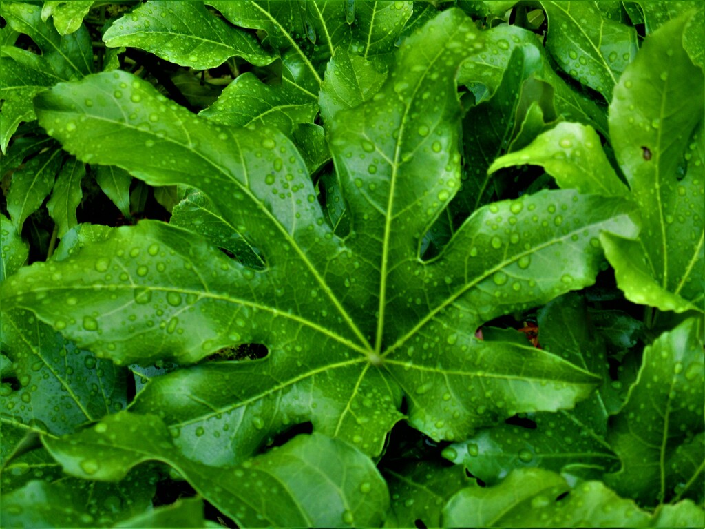 Raindrops on a Church garden Fatsia leaf. by grace55