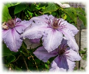 6th Aug 2021 - Clematis