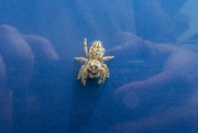 5th Aug 2021 - Jumping Spider