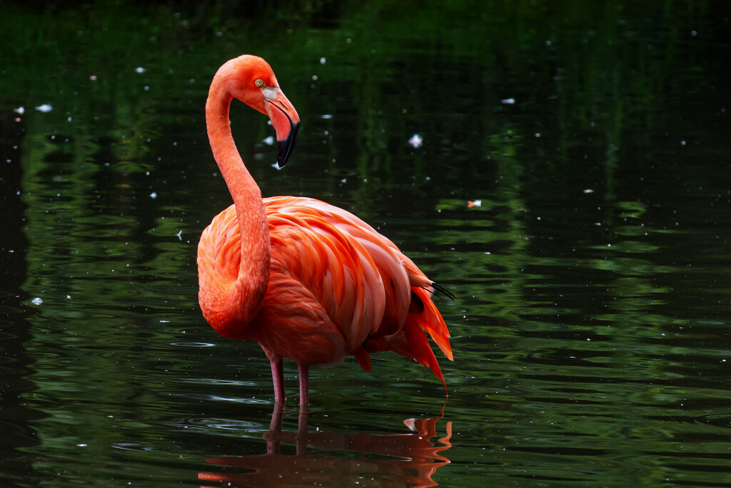 Flamingo Friday Once Again by farmreporter