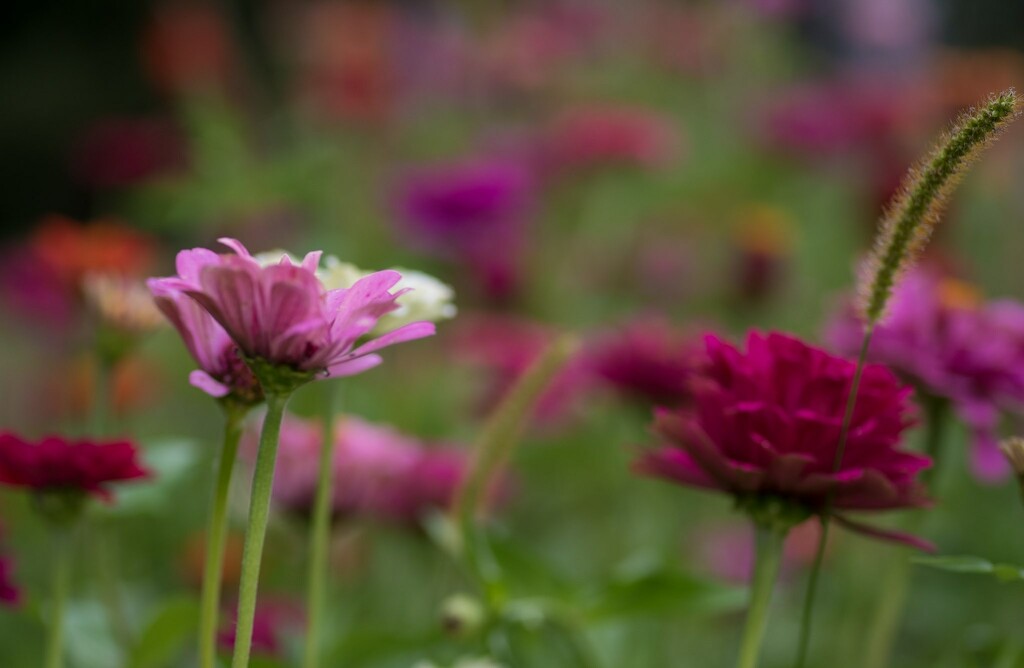 Blooms & blur by dawnbjohnson2