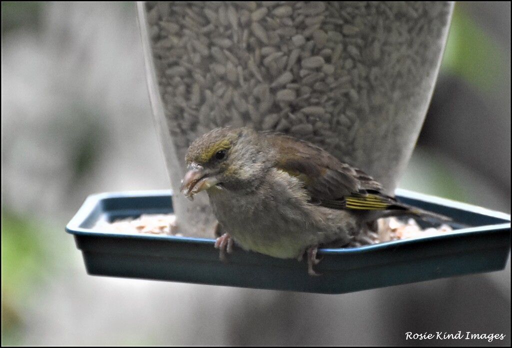 One of the little greenfinches by rosiekind