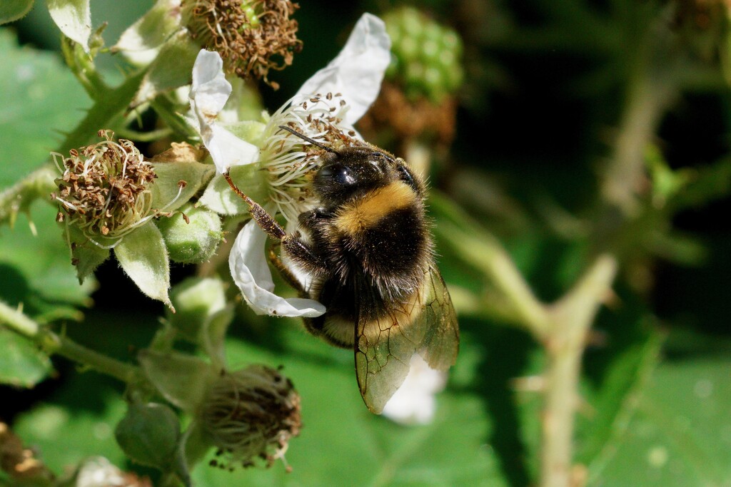 BEE AND BRAMBLE FLOWER by markp