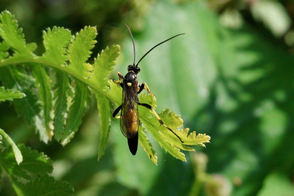 ICHNEUMON FLY by markp