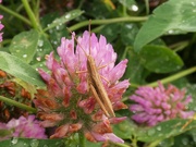 1st Aug 2021 - Lesser Marsh grasshopper