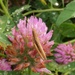 Lesser Marsh grasshopper by julienne1
