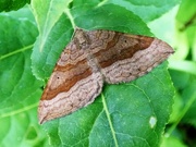 4th Aug 2021 - Shaded broad bar moth