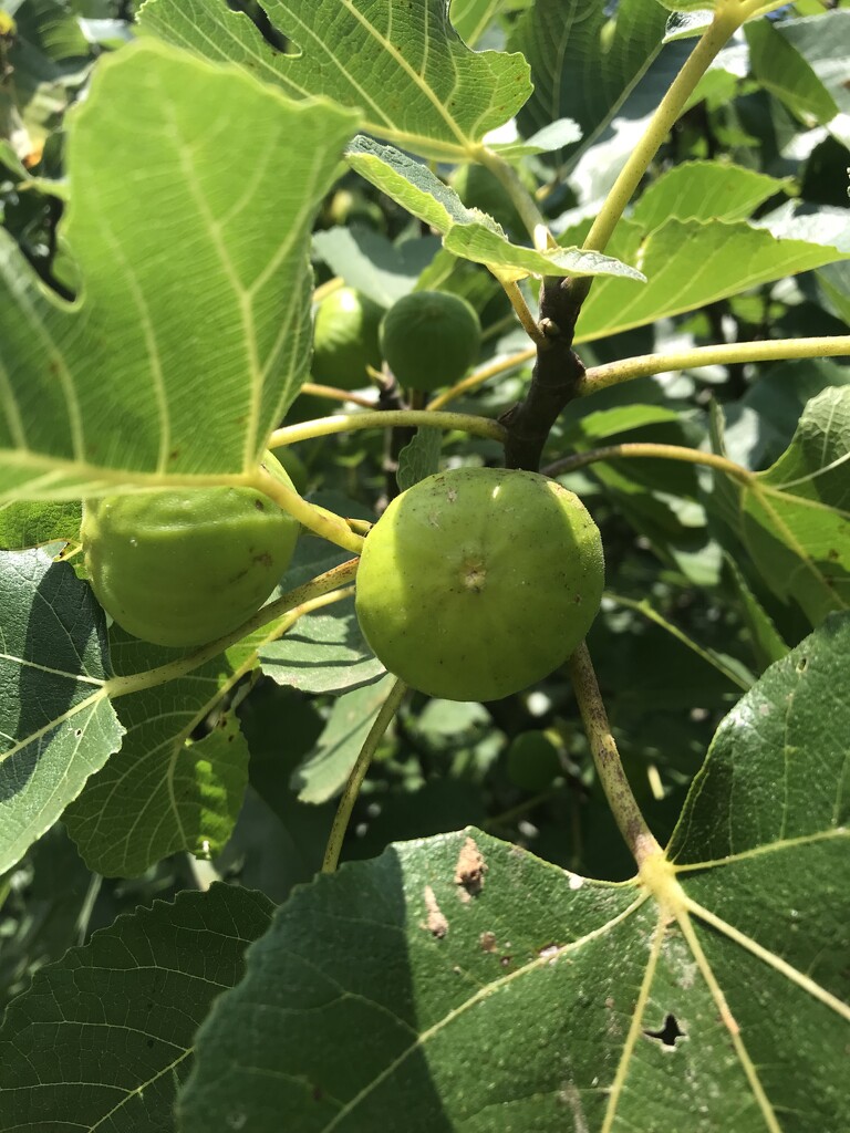 Figs by gratitudeyear