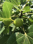 6th Aug 2021 - Figs