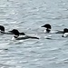 Loons by harbie
