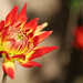 Late Afternoon Dahlia by phil_sandford