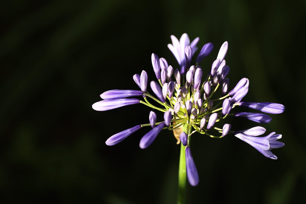 Late Afternoon Agapanthus by phil_sandford