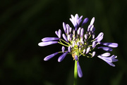 6th Aug 2021 - Late Afternoon Agapanthus