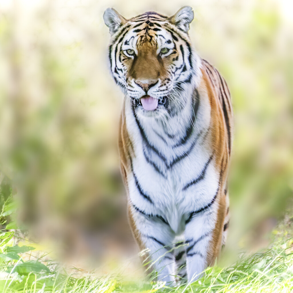 Amur Tiger  by shepherdmanswife