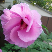 6th Aug 2021 - Flower #1: Rose of Sharon