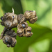 Canna Lily Seeds by k9photo