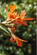 6th Aug 2021 - Sunlit Canna Lily