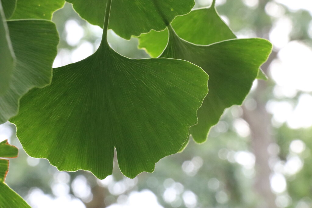 Ginkgo by 365projectorgheatherb